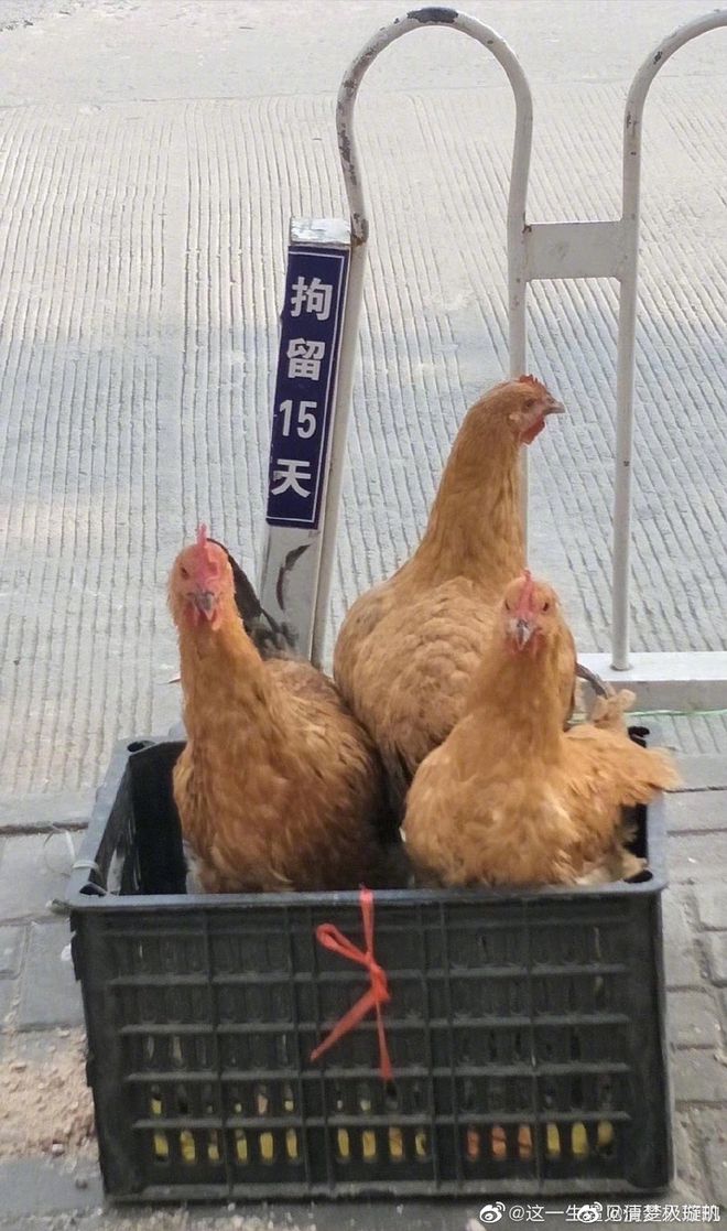 如何开通西瓜视频领域，轻松赚取收益！